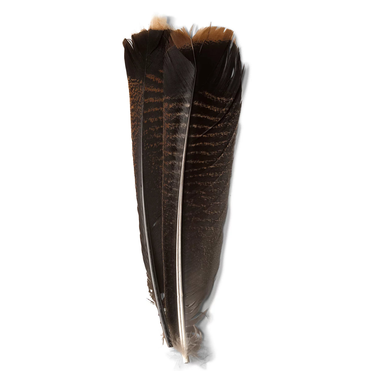 Mottled Turkey Feathers - Orvis Special Offer