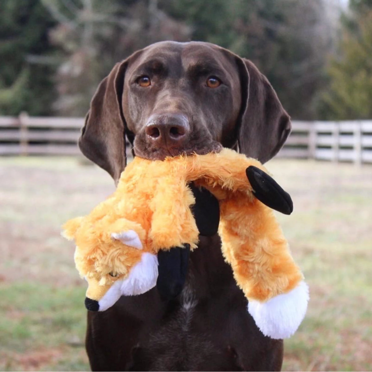 Stuffless Fox Dog Toy - Orvis Trending