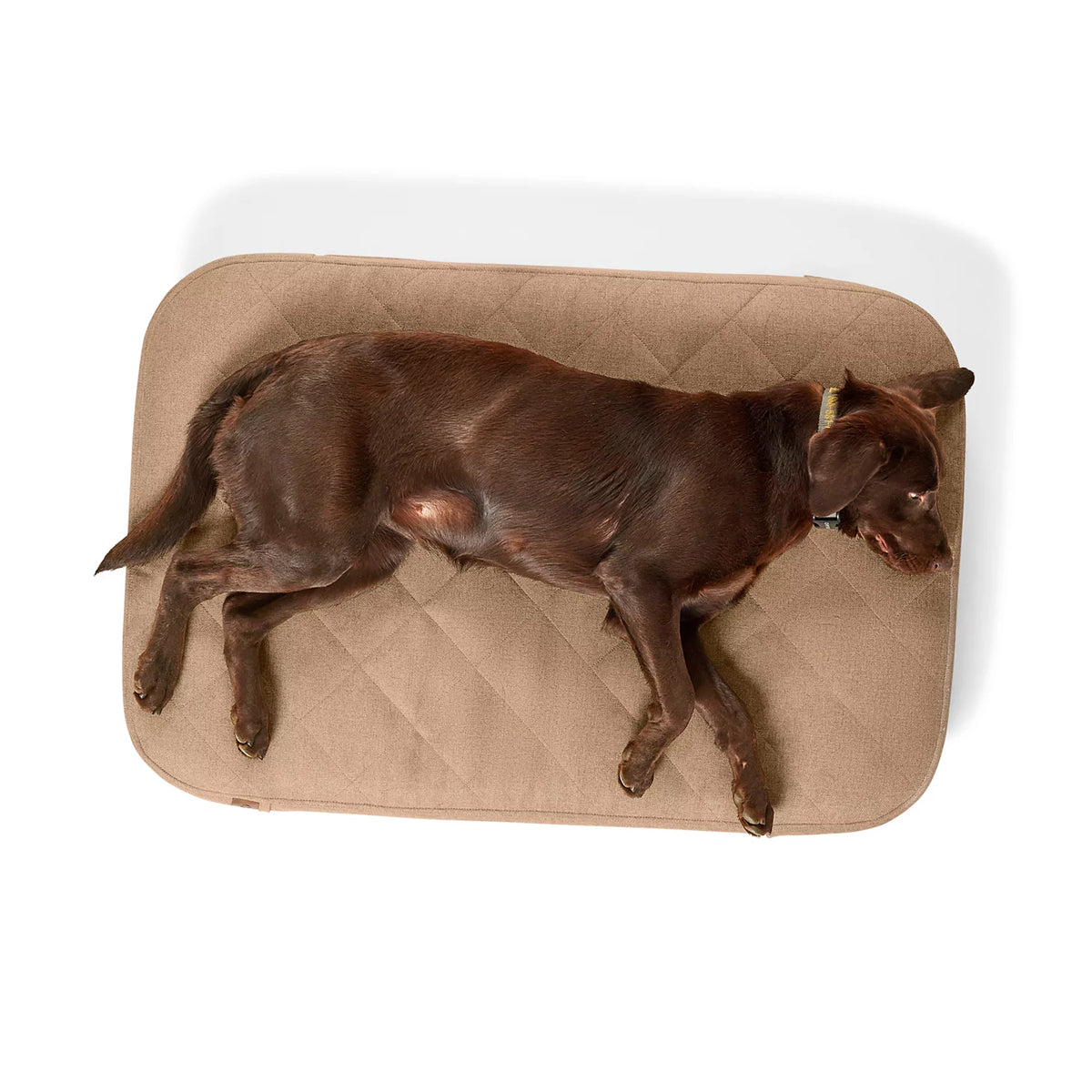 Orvis RecoveryZone® ToughChew® Lounger Dog Bed - Orvis Discount