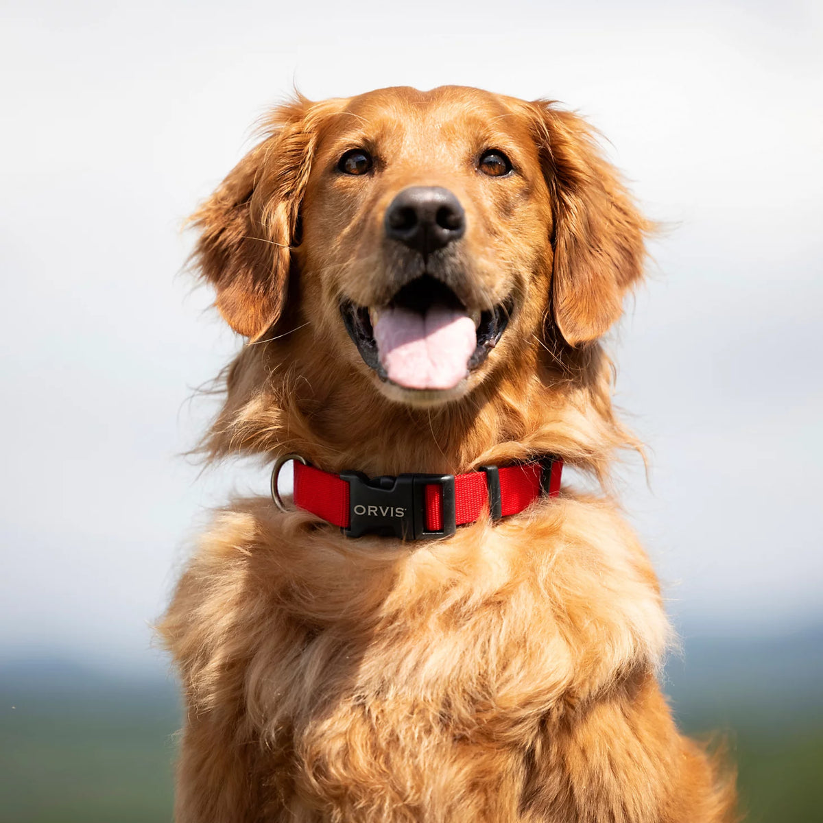 Personalized Side-Release Buckle Collar - Orvis Quality