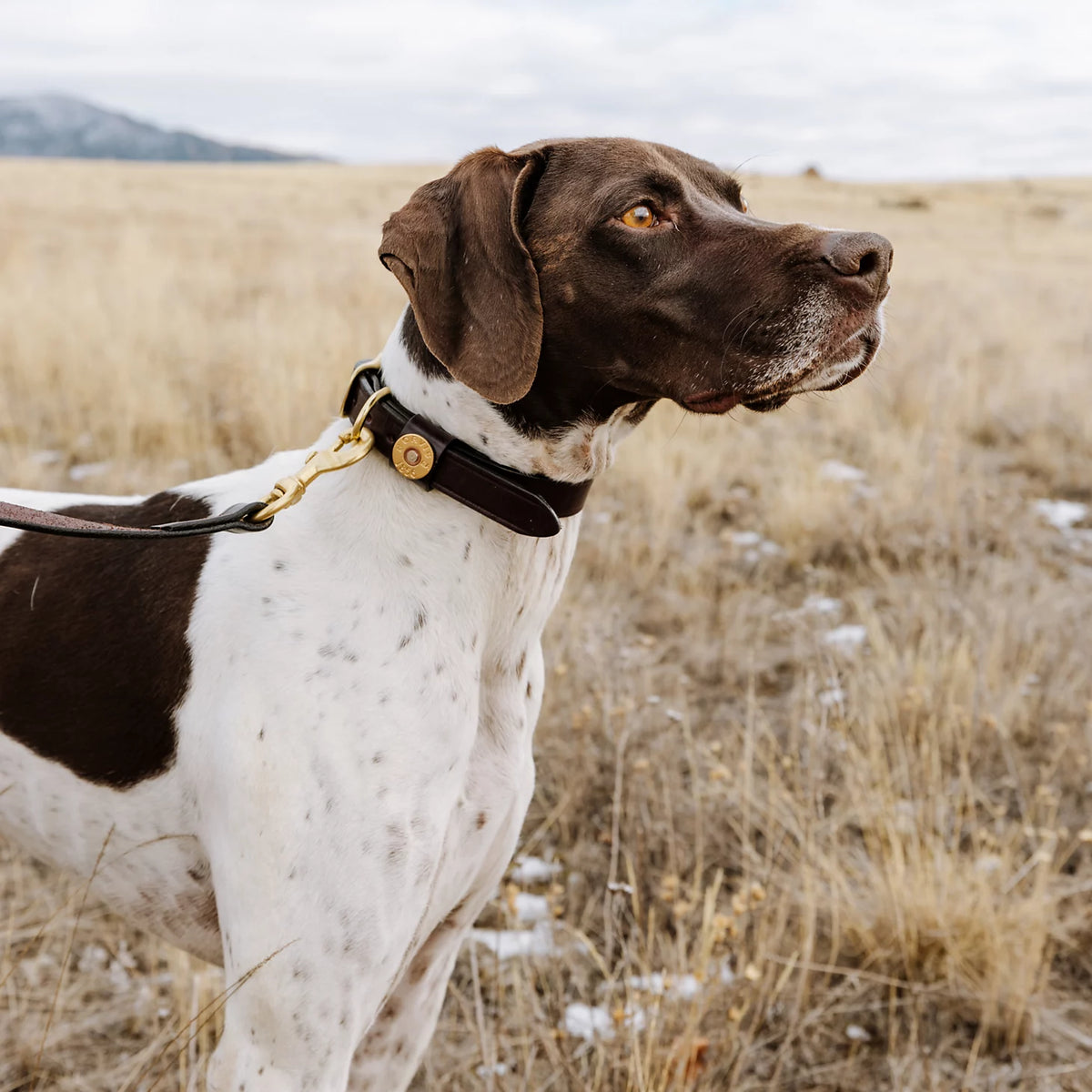 Shotshell Dog Collar - Orvis Classic