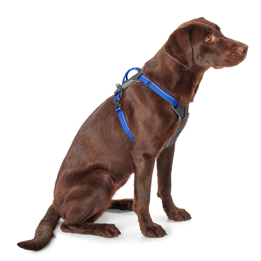 Tough Trail® Four-Point Dog Harness - Orvis Value