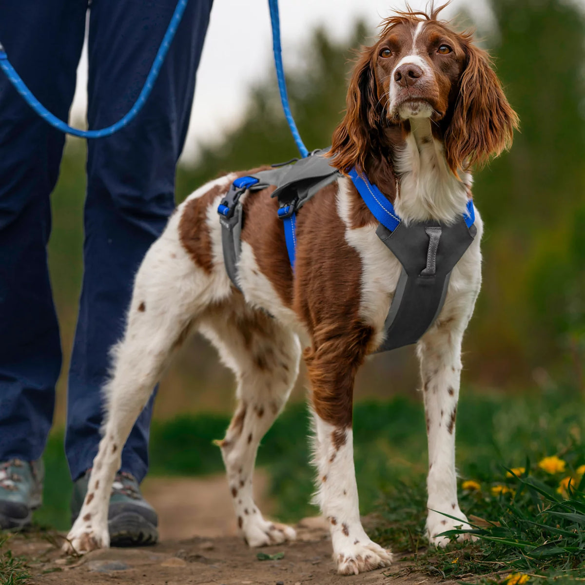 Tough Trail® Six-Point Dog Harness - Orvis Best Seller