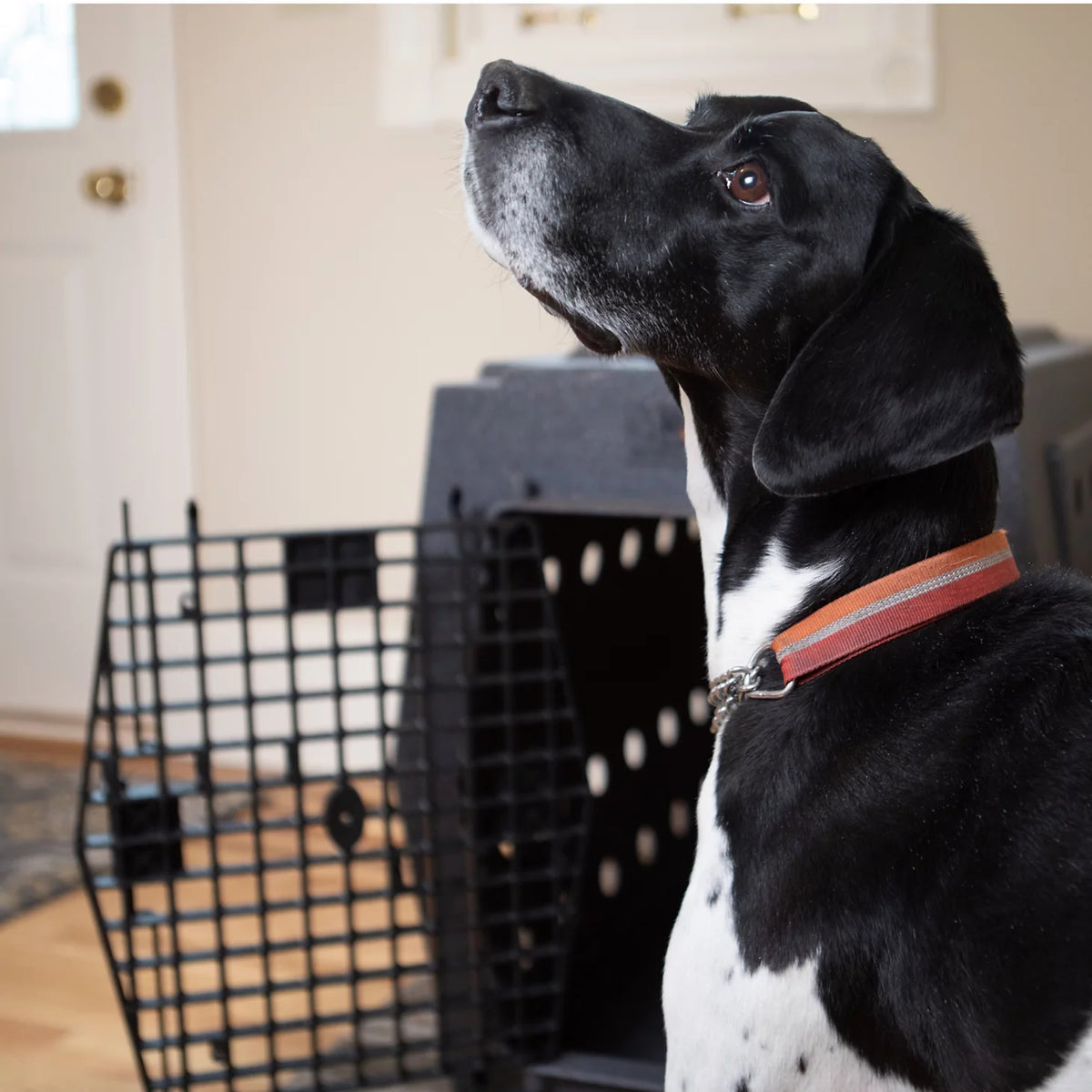 Ruff Land™ Performance Dog Kennel - Orvis Trending
