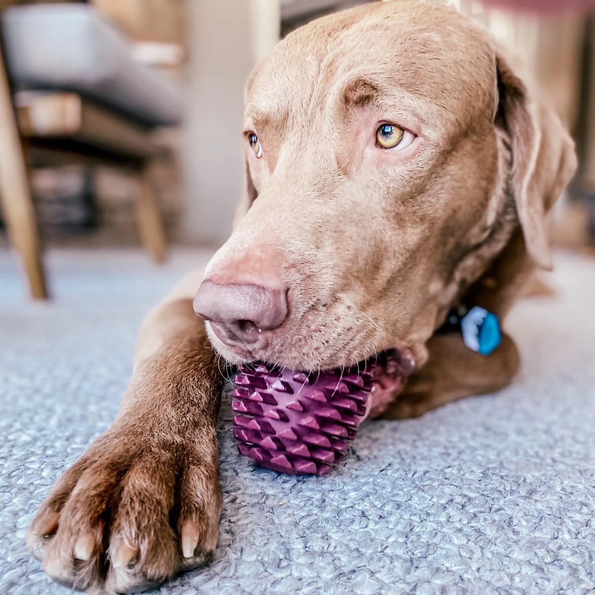 Pinecone Reward Dog Toy - Orvis Value
