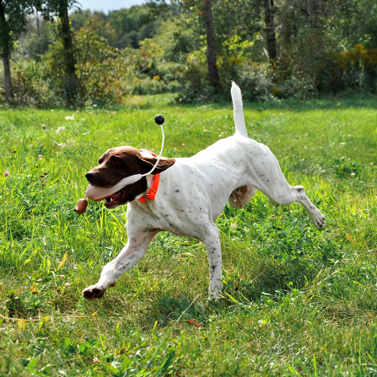 Game-Bird Training Dummy - Orvis Recommended