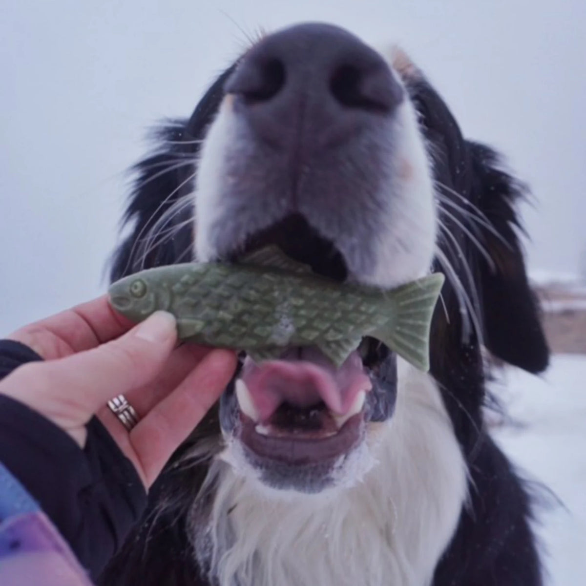 Breedwise Trophy™ Dog Dental Chews - Orvis Deals