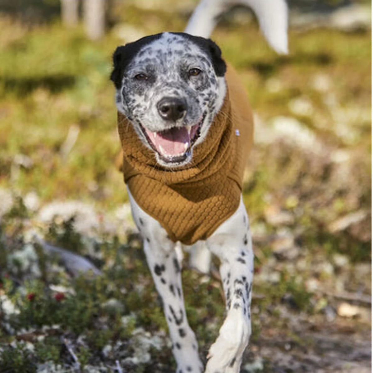 Hurtta Warming Midlayer Eco Dog Jacket - Orvis Latest
